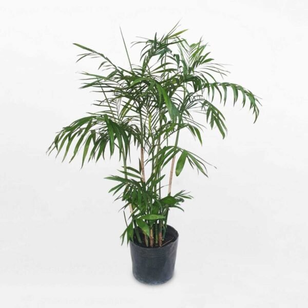 Palmera bambú importado