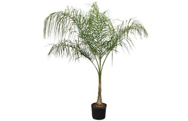 Palmera Bruja